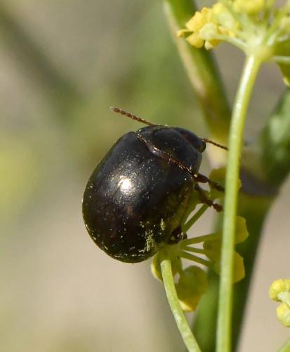 Chrysolina peregrina